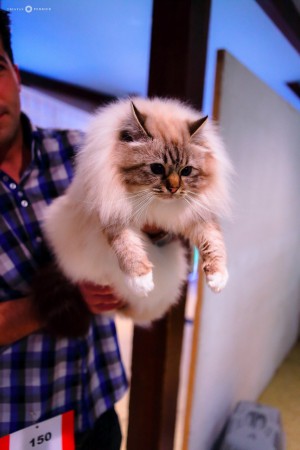 Gran Campeón Internacional Rayo (Sylber), Exposición Internacional Felina, Burdeos 2016