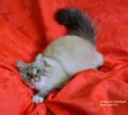 /album/fotogaleria-rayo-del-alendergole/dsc-2691-jpg/